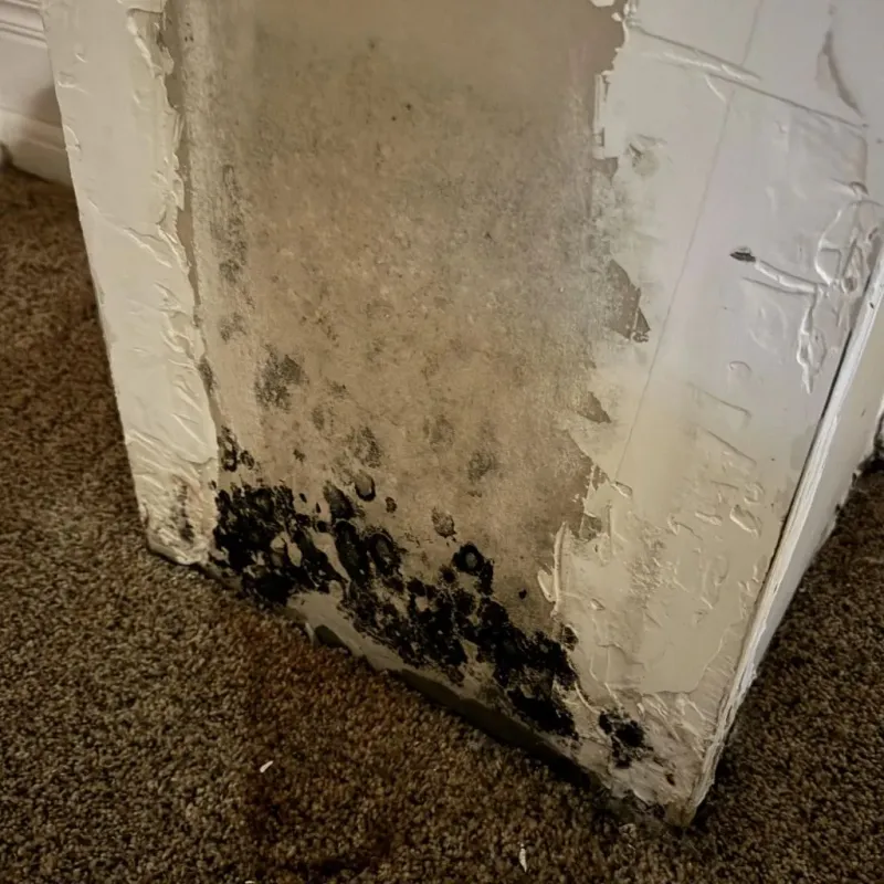 Professional Mold Removal in Saint Albans, ME